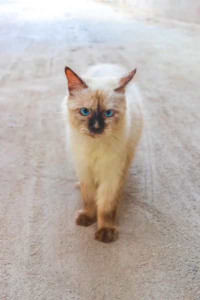 Fluffig Söt Vit Grå Katt Med Klarblå Ögon Rasdhoo Atoll — Stockfoto