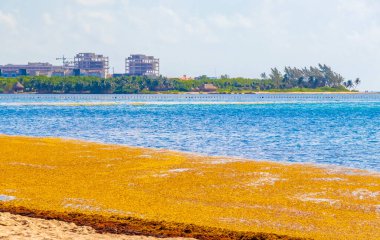 Playa del Carmen Meksika 'daki tropik Meksika plajında bir sürü iğrenç kırmızı yosun sargazosu..