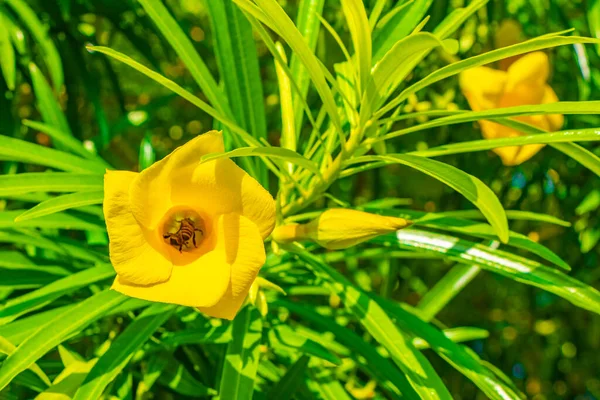 Медовые Пчелы Летают Залезают Желтый Цветок Олеандра Дереве Зелеными Листьями — стоковое фото