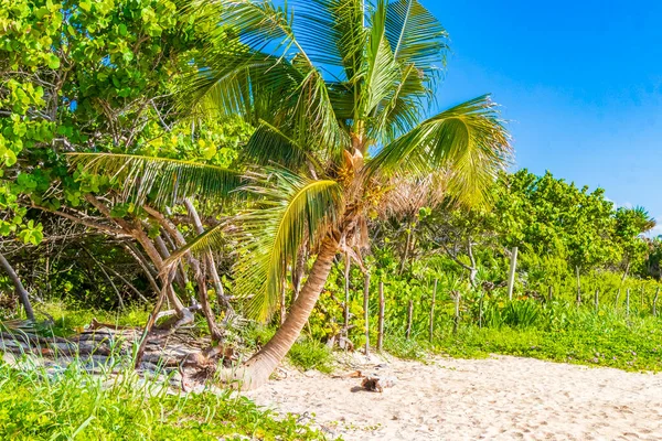 Natura Palmy Tropikalnej Meksykańskiej Plaży Punta Esmeralda Playa Del Carmen — Zdjęcie stockowe
