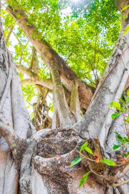 Quintana Roo Mexico 'daki Cancun havaalanında park halinde büyük bir tropikal ağaç..