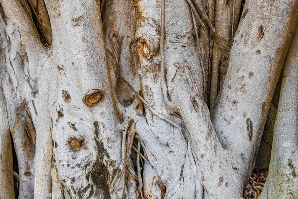 Texture Arrière Plan Grand Ficus Tropical Dans Parc Aéroport Cancun — Photo