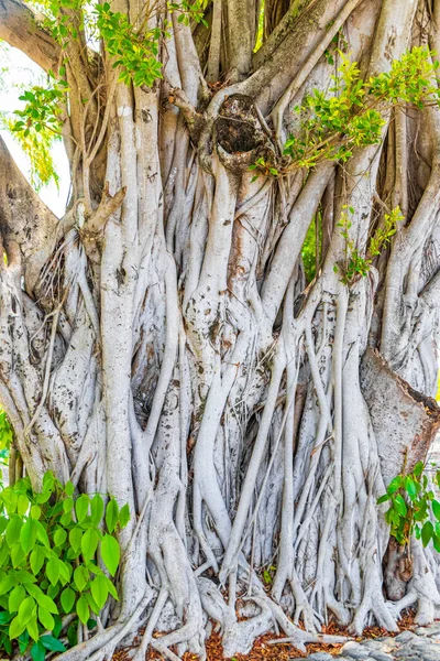 Μεγάλο Τροπικό Δέντρο Ficus Στο Πάρκο Στο Αεροδρόμιο Του Κανκούν — Φωτογραφία Αρχείου