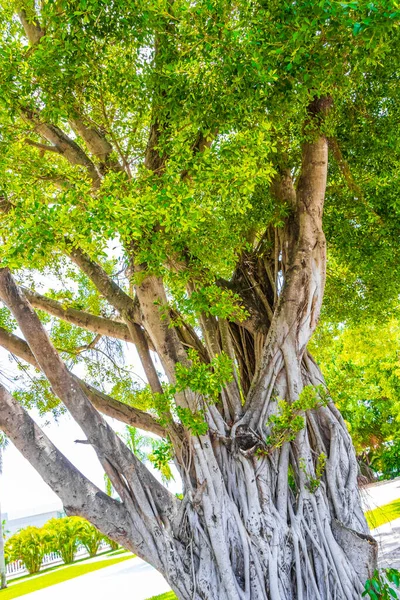 Μεγάλο Τροπικό Δέντρο Ficus Στο Πάρκο Στο Αεροδρόμιο Του Κανκούν — Φωτογραφία Αρχείου