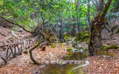 Yunanistan 'da Rodos' taki Kelebek Vadisi Parkı 'nın güzel doğasında Tahta yürüyüş yolu ve rotası.