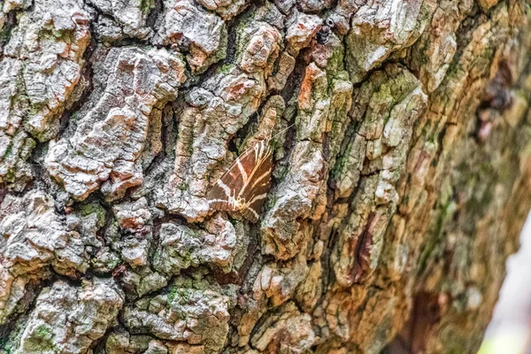 Ruský Medvěd Motýl Krásné Přírodě Motýlů Butterfly Valley Park Rhodos — Stock fotografie