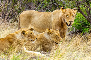 Aslanlar Güney Afrika 'daki Kruger Ulusal Parkı' nda Mpumalanga 'daki safaride dinleniyorlar..