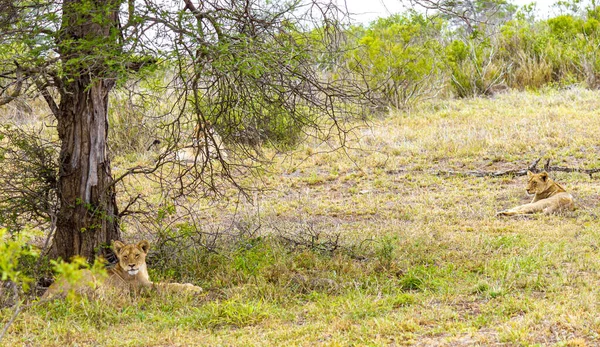 Los Leones Relajan Parque Nacional Kruger Sudáfrica Safari Mpumalanga — Foto de Stock