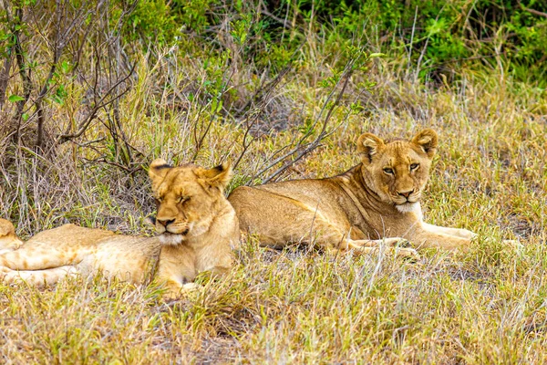 Słodkie Młode Lwy Dzieci Zrelaksować Się Parku Narodowym Kruger Republice — Zdjęcie stockowe