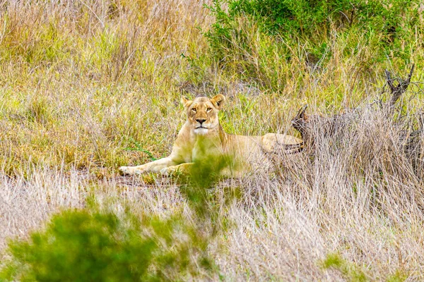 León Relajarse Parque Nacional Kruger Sudáfrica Safari Mpumalanga — Foto de Stock