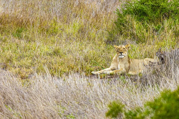 León Relajarse Parque Nacional Kruger Sudáfrica Safari Mpumalanga — Foto de Stock
