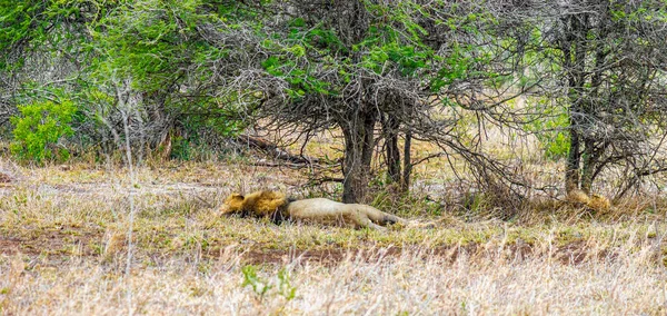Leão Dorme Parque Nacional Kruger África Sul Safari Mpumalanga — Fotografia de Stock