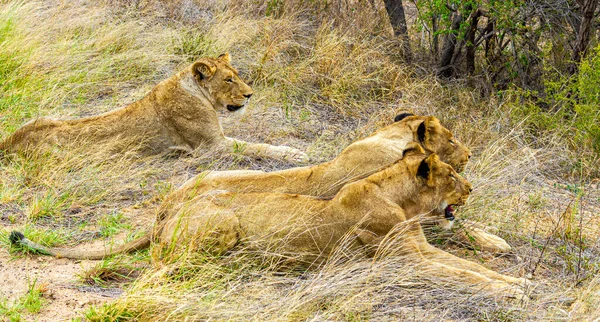 Leões Relaxam Parque Nacional Kruger África Sul Safári Mpumalanga — Fotografia de Stock
