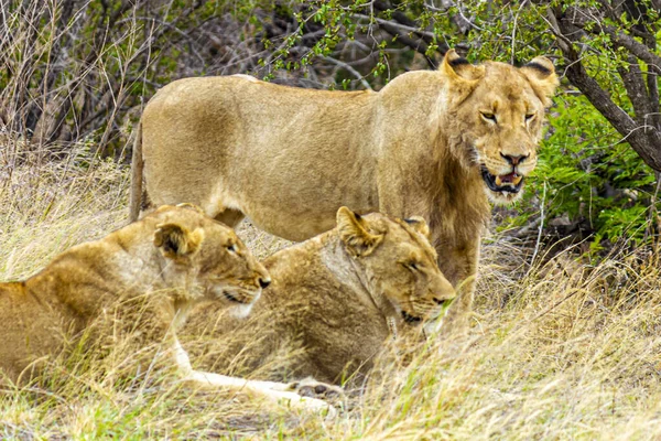 Leões Relaxam Parque Nacional Kruger África Sul Safári Mpumalanga — Fotografia de Stock