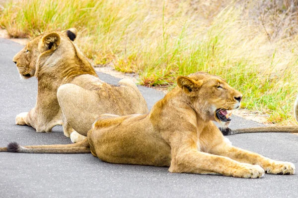 Leones Relajarse Calle Parque Nacional Kruger Sudáfrica Safari Mpumalanga — Foto de Stock