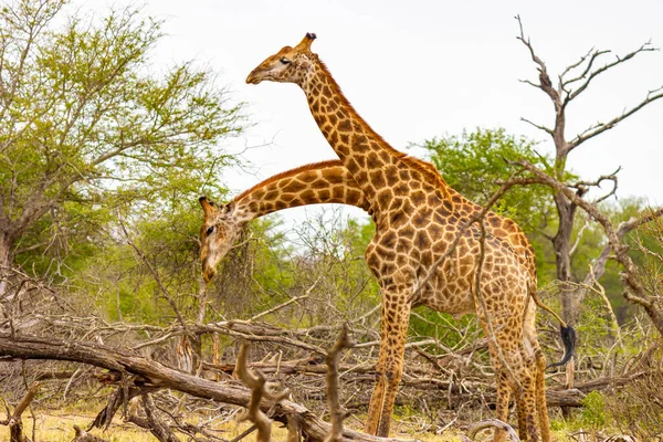 Gyönyörű Magas Fenséges Zsiráfok Természetben Szafarin Kruger Nemzeti Parkban Dél — Stock Fotó