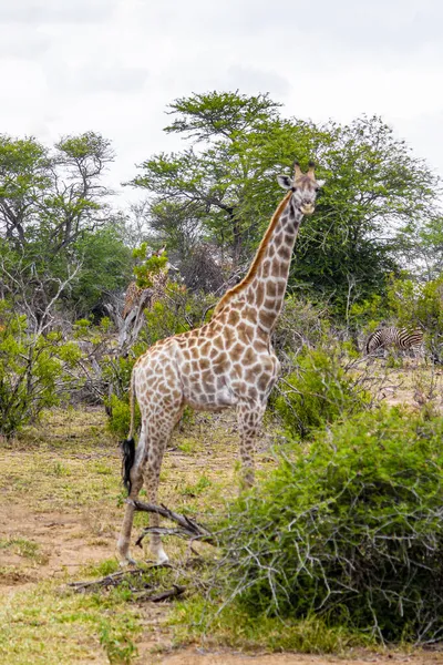 Gyönyörű Magas Fenséges Zsiráfok Zebrák Természetben Szafarin Kruger Nemzeti Parkban — Stock Fotó