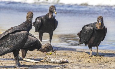 Tropik Kara Akbabalar Coragyps atratus brasiliensis Rio de Janeiro Brezilya 'daki Botafogo Sahili kumlarında ölü balık leşi yerler..