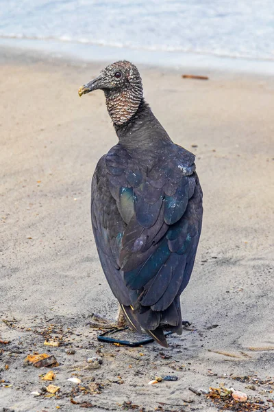 Tropical Black Vulture Coragyps Atratus Brasiliensis Lonely Botafogo Beach Sand — Stock Photo, Image