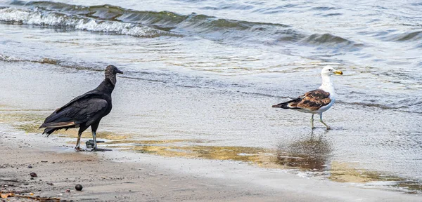Tropischer Schwarzgeier Coragyps Atratus Brasiliensis Und Eine Möwe Strand Von — Stockfoto