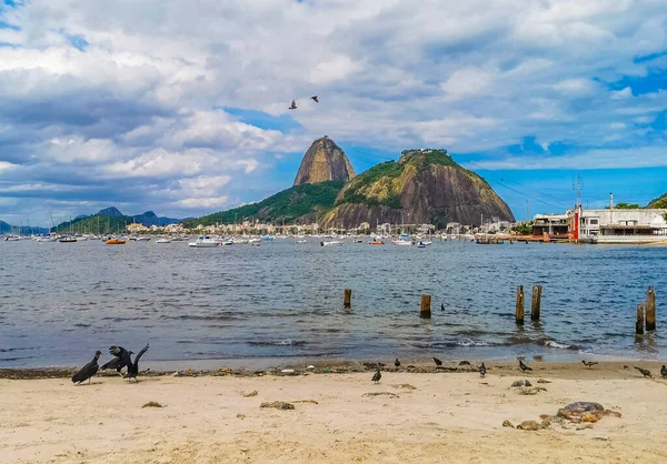 Botafogo Spiaggia Con Uccelli Inquinamento Pan Zucchero Montagna Pao Acucar — Foto Stock