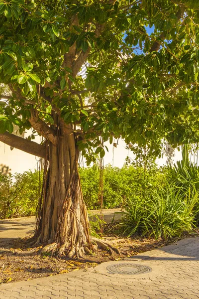 Μεγάλο Τεράστιο Τροπικό Δέντρο Φυσικούς Πεζόδρομους Της Playa Del Carmen — Φωτογραφία Αρχείου