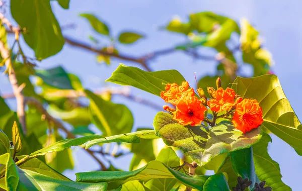 Kou Cordia Árbol Floreciente Subcordata Con Flores Naranjas Trompeta Mar —  Fotos de Stock
