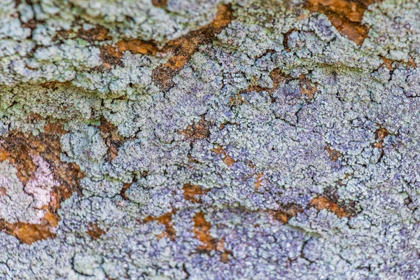 Textura Roca Piedra Con Colorido Verde Naranja Rojo Negro Musgo — Foto de Stock