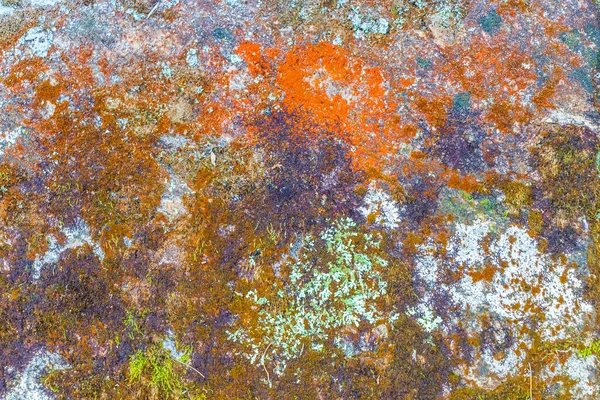 Stenen Rotsstructuur Met Kleurrijk Groen Oranje Rood Zwart Mos Korstmos — Stockfoto