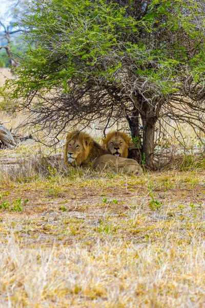 Los Leones Machos Relajan Parque Nacional Kruger Sudáfrica Safari Mpumalanga — Foto de Stock