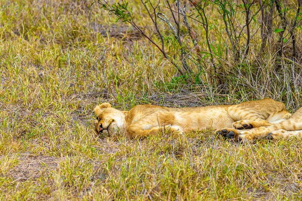 Crianças Leões Bonitos Dormem Parque Nacional Kruger África Sul Safári — Fotografia de Stock