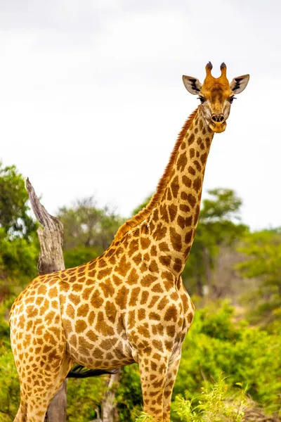 Gyönyörű Magas Fenséges Zsiráf Természet Szafari Kruger Nemzeti Park Dél — Stock Fotó