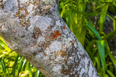 Rio de Janeiro Brezilya 'da renkli yeşil turuncu, kırmızı ve siyah yosun ve liken desenli tropikal ağaç kabuğu..