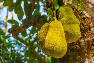 Jackfruit Artocarpus heterophyllus Rio de Janeiro Brezilya 'nın doğasında kriko ağacında yetişiyor..