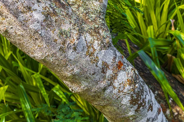 Tropische Baumrindenstruktur Mit Farbenfrohem Grün Orange Rotem Und Schwarzem Moos — Stockfoto