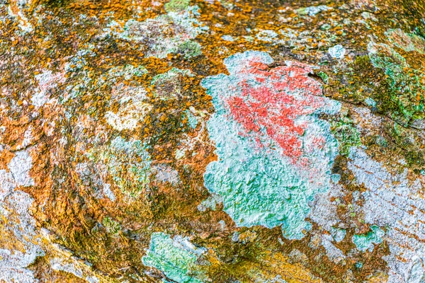 Textura Casca Árvore Tropical Com Laranja Verde Colorido Vermelho Azul — Fotografia de Stock