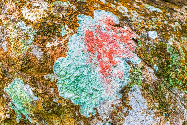 Texture Écorce Arbre Tropical Avec Mousse Lichen Turquoise Vert Orangé — Photo