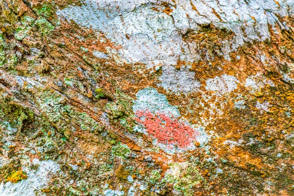 Texture Écorce Arbre Tropical Avec Mousse Lichen Vert Orangé Rouge — Photo