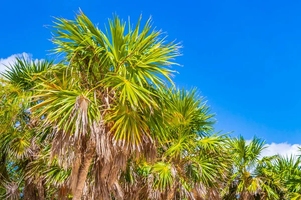 Тропические Мексиканские Пляжные Пальмы Ели Джунглях Природа Облачно Голубым Небом — стоковое фото