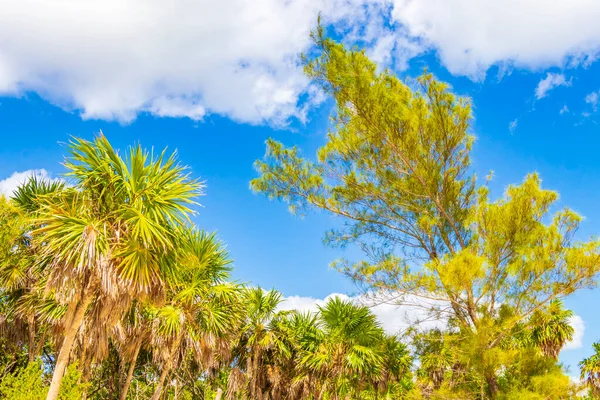 Тропические Мексиканские Пляжные Пальмы Ели Джунглях Природа Облачно Голубым Небом — стоковое фото