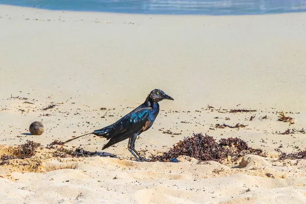 Great Tailed Grackle Quiscalus Mexicanus Male Bird Eating Sargazo Tropical — Stock Photo, Image