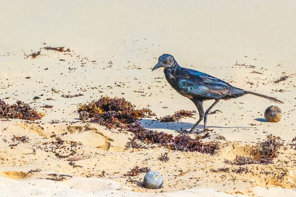 Great Tailed Grackle Quiscalus Mexicanus Male Bird Eating Sargazo Tropical — Stock Photo, Image