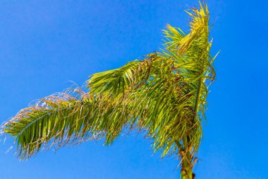 Playa del Carmen Meksika 'daki Punta Esmeralda' da mavi gökyüzü geçmişi olan tropik doğal Meksika palmiyesi..