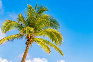 Playa del Carmen Meksika 'daki Punta Esmeralda' da mavi gökyüzü geçmişi olan tropik doğal Meksika palmiyesi..