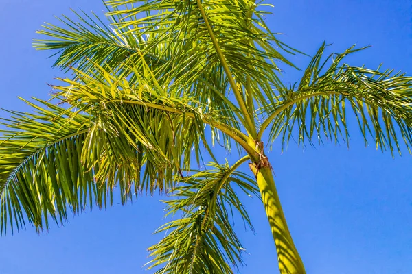 Tropische Natuurlijke Mexicaanse Palmboom Met Blauwe Lucht Achtergrond Punta Esmeralda — Stockfoto