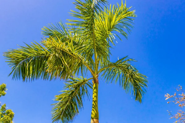 Tropische Natuurlijke Mexicaanse Palmboom Met Blauwe Lucht Achtergrond Punta Esmeralda — Stockfoto