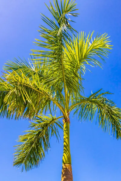 Τροπικό Φυσικό Μεξικάνικο Φοινικόδεντρο Μπλε Φόντο Του Ουρανού Στο Punta — Φωτογραφία Αρχείου