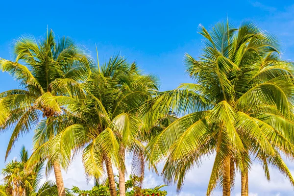 Tropical Natural Mexican Palm Trees Blue Sky Background Punta Esmeralda — Stock Photo, Image