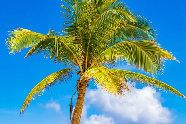 Тропическая Натуральная Мексиканская Пальма Фоне Голубого Неба Пунта Эсмеральда Плайя — стоковое фото