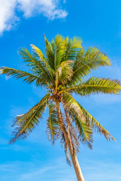 Тропическая Натуральная Мексиканская Пальма Фоне Голубого Неба Пунта Эсмеральда Плайя — стоковое фото